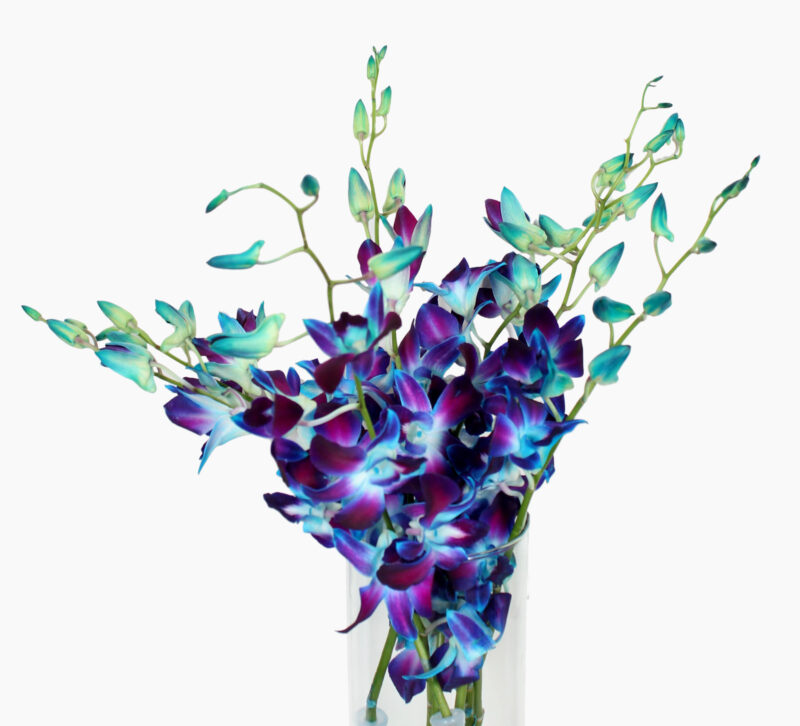 Orchids- 2 Stems