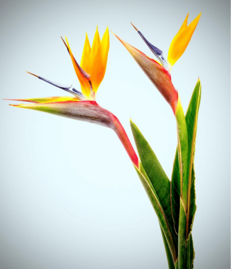 Birds of Paradise- 1 Stem