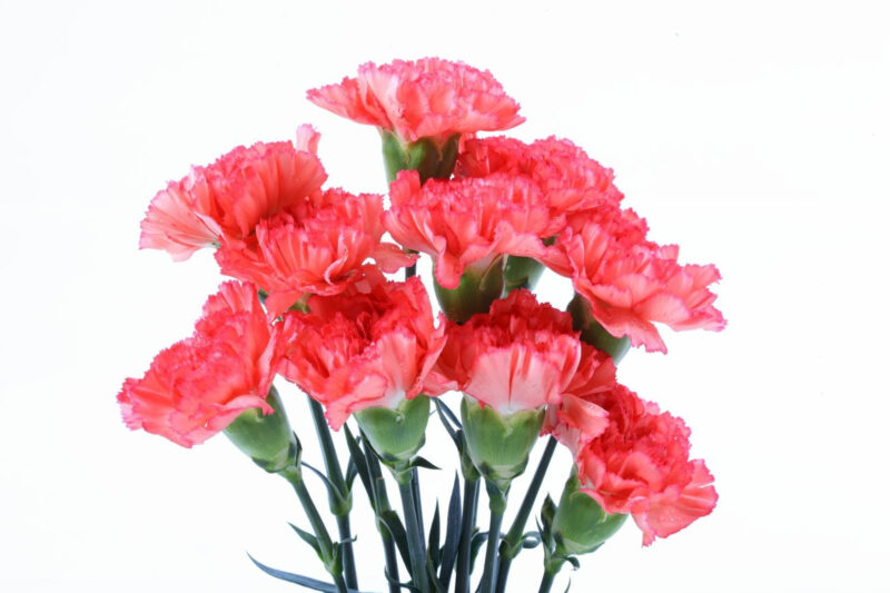 Carnations- 5 Stems