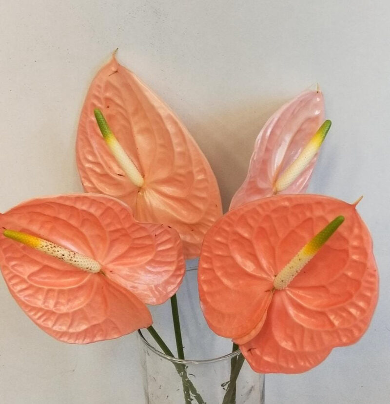 Anthurium - 2 Stems