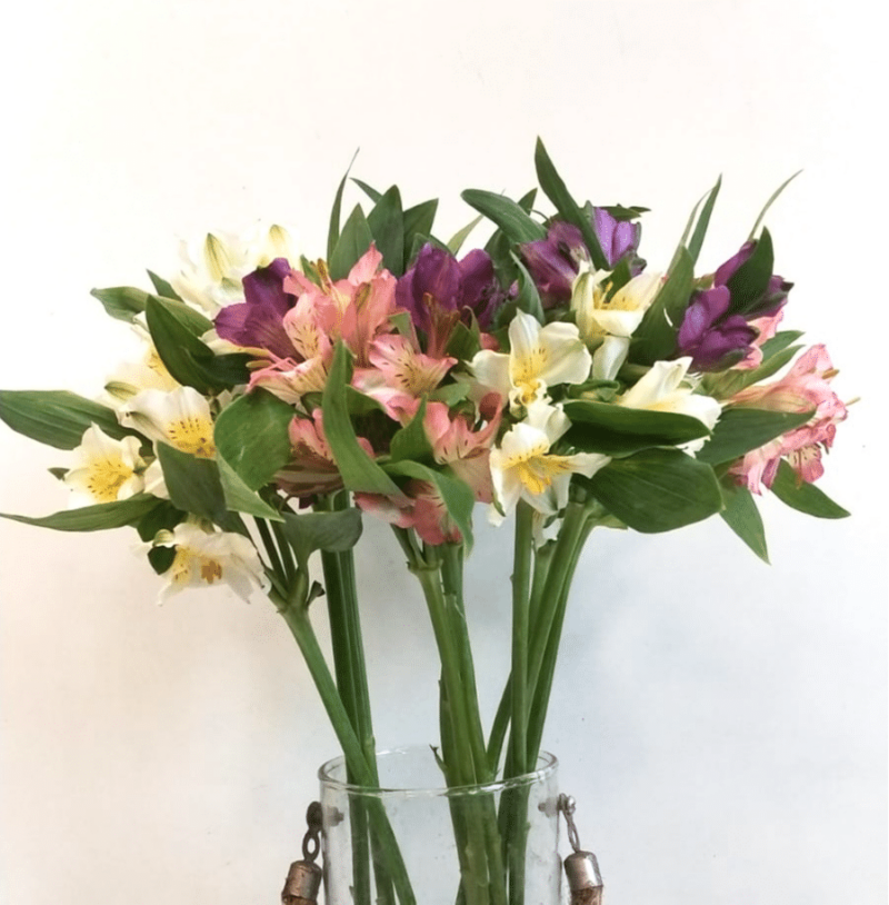 Mixed Alstroemeria- 10 Stems