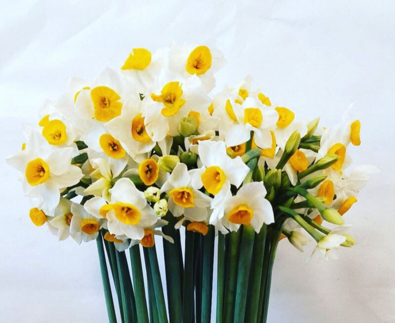 Fragrant Nargis/ Daffodils