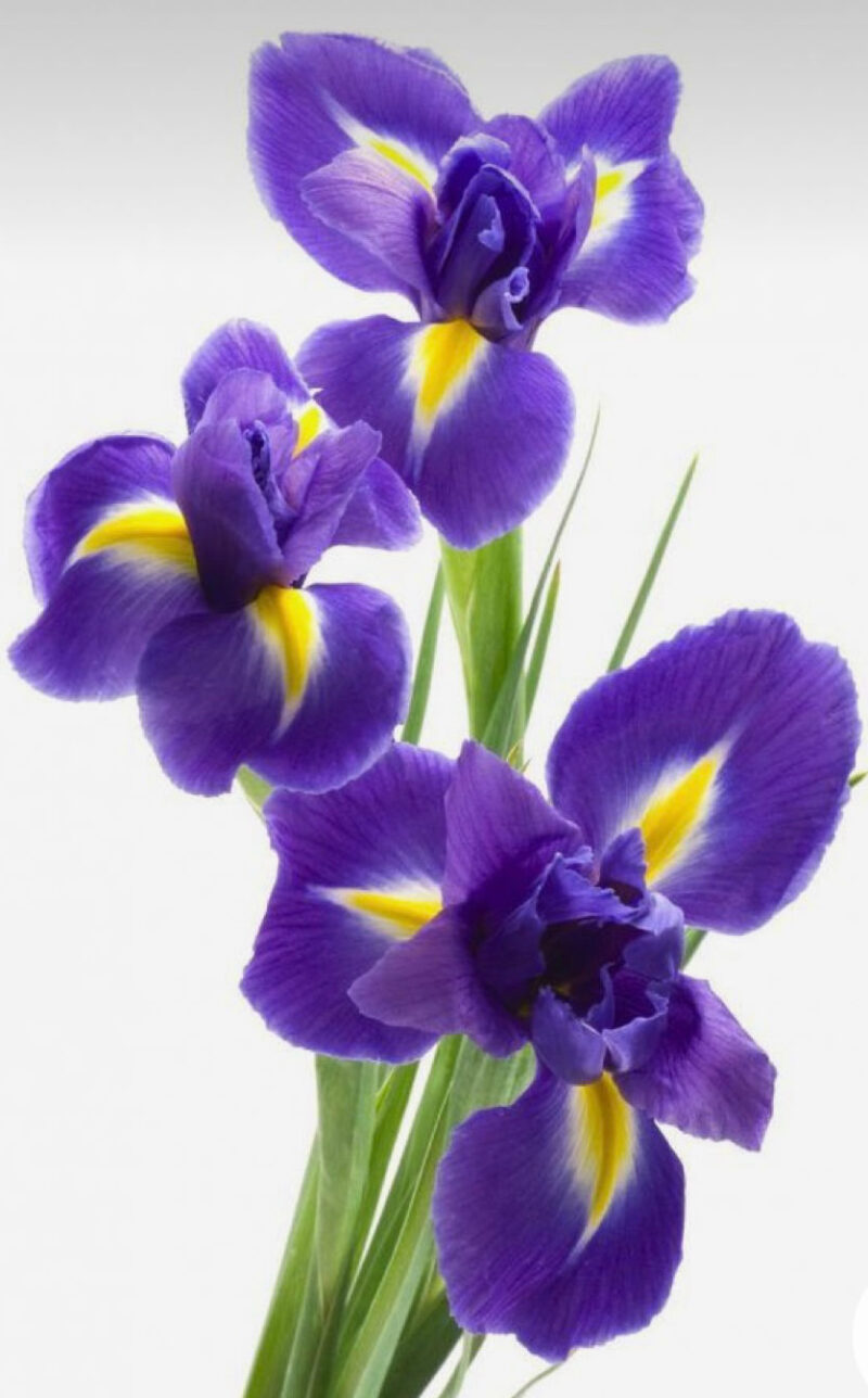 Iris