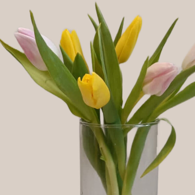 Tulips-8 stems