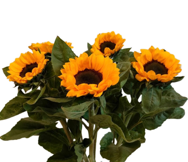 Sunflower- 1 Stem
