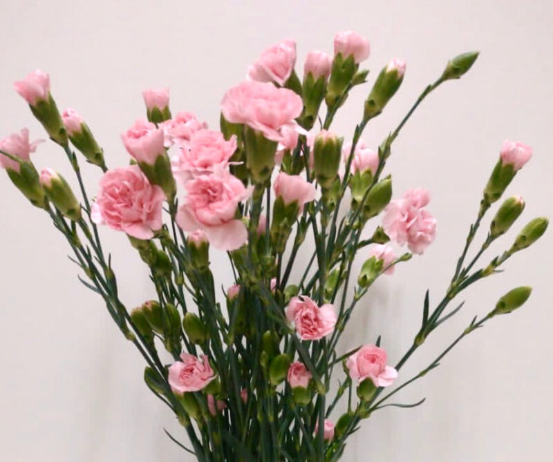 Spray Carnations- 10 Stems